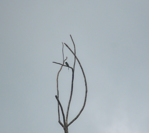 Black-headed Bee-eater