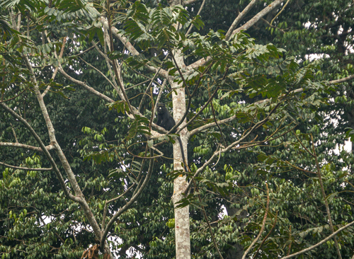 Putty-nosed Monkey