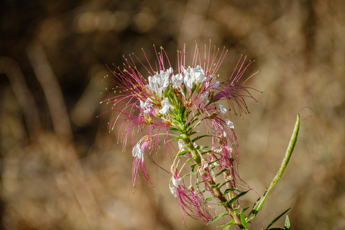 Redwhisker Clammyweed