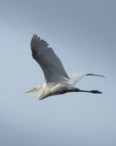 iNaturalist image