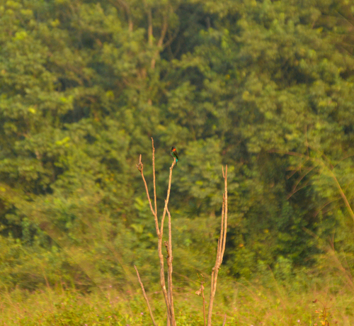 Black Bee-eater