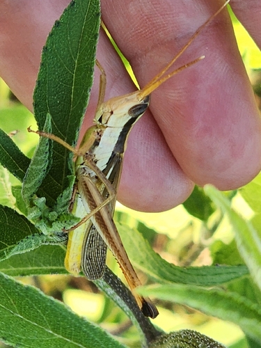 Two-striped Mermiria