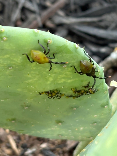 Cactus Coreid Bug