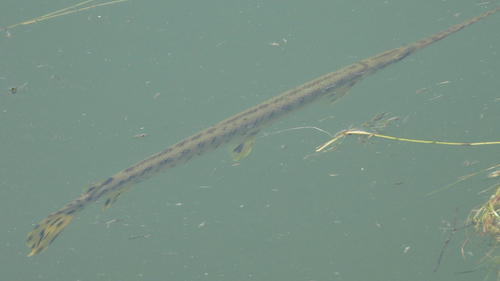 Longnose Gar