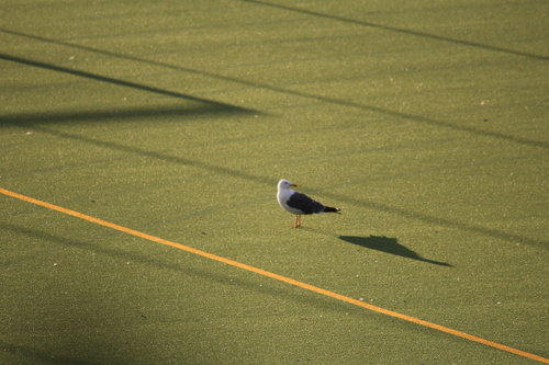 iNaturalist image