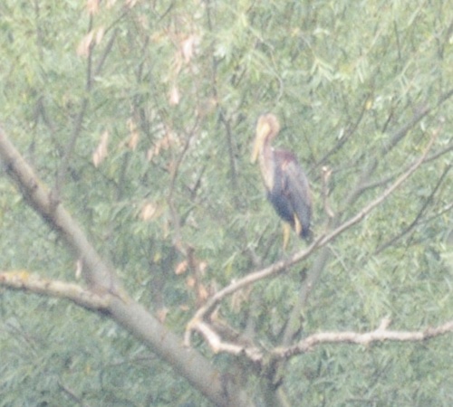 iNaturalist image