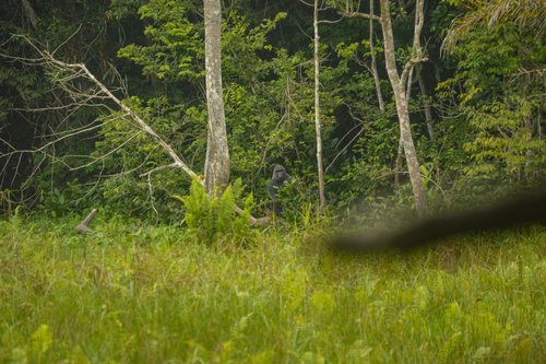 Western Lowland Gorilla