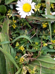 Trifolium micranthum