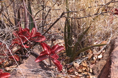 Kalanchoe sexangularis