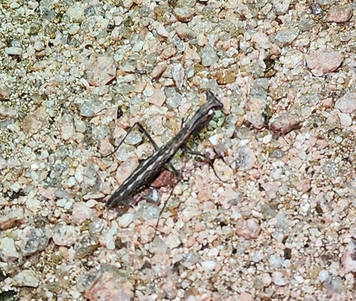 Agile Ground Mantis