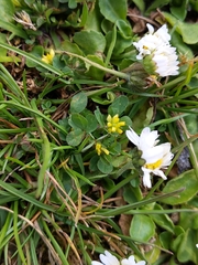 Trifolium micranthum