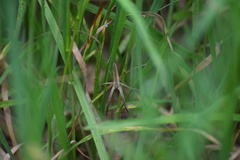 Pisaurina dubia