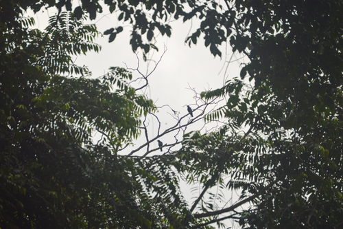 Purple-headed Starling