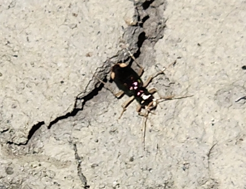 Carolina Metallic Tiger Beetle