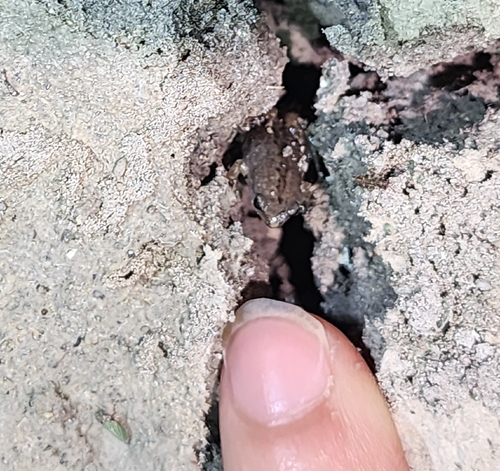 Western Narrow-mouthed Toad