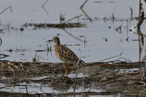 iNaturalist image