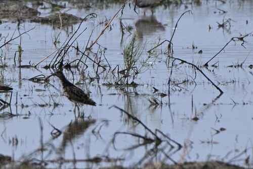 iNaturalist image