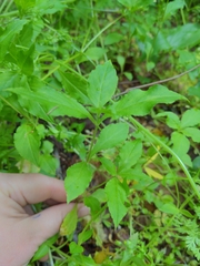 Stellaria pubera