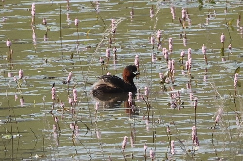 iNaturalist image