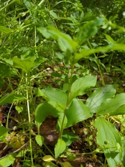 Stellaria pubera