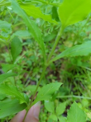 Stellaria pubera