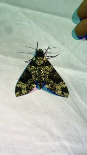 Rustic Sphinx