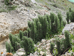 Caragana jubata