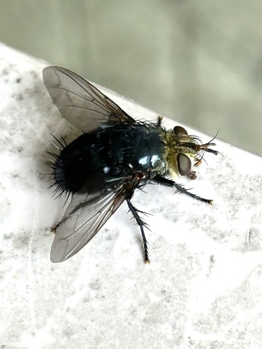 Archytas metallicus