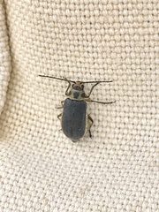 Trirhabda sericotrachyla