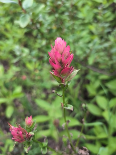 giant red paintbrush