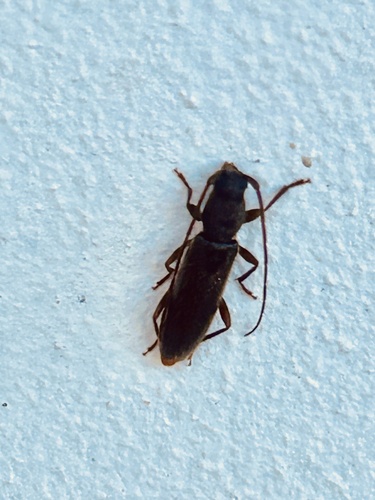 Anelaphus moestus