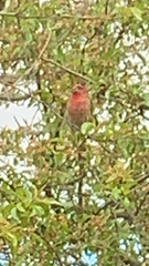 Haemorhous mexicanus