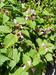 Lamium orvala