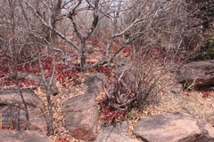 Kalanchoe sexangularis