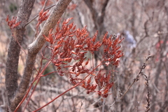 Kalanchoe sexangularis