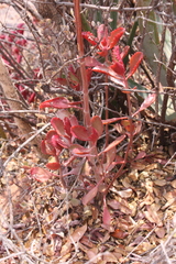 Kalanchoe sexangularis