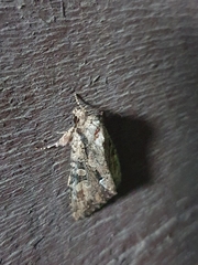 Lepidoptera