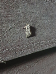Lepidoptera