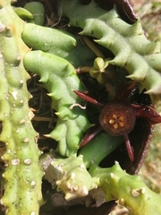 Duvalia caespitosa