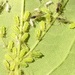 Periphyllus acericola - Photo (c) alderash, algunos derechos reservados (CC BY-NC), subido por alderash