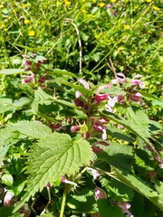 Lamium orvala