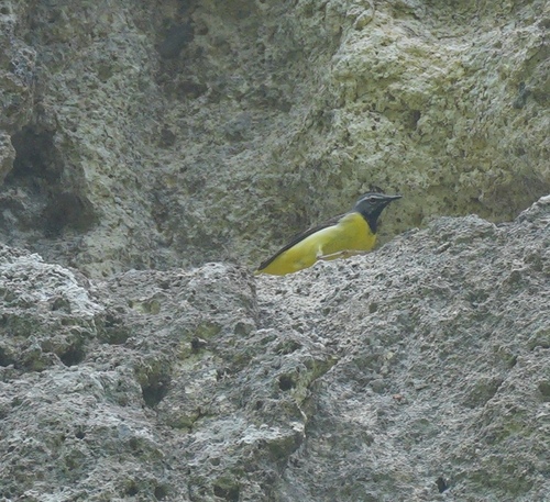 iNaturalist image