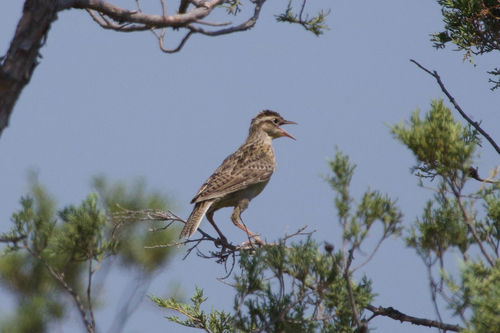 Western Meadowlark
