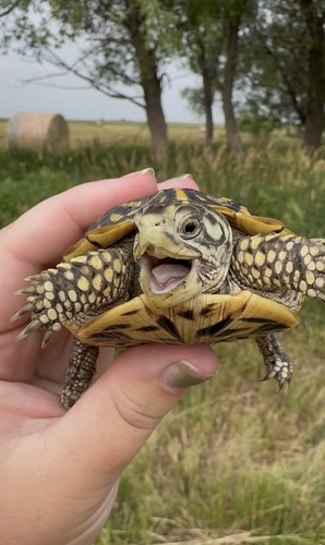 Ornate Box Turtle