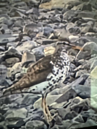 Spotted Sandpiper