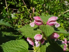 Lamium orvala