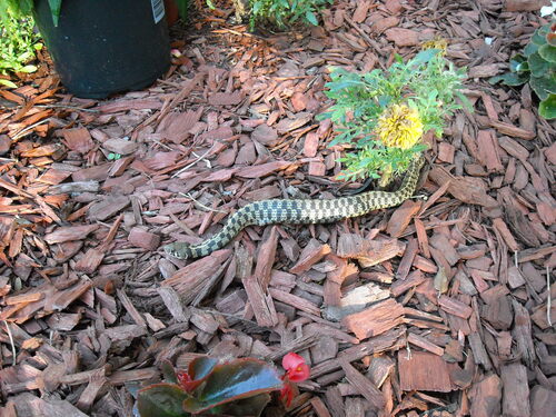 Checkered Garter Snake