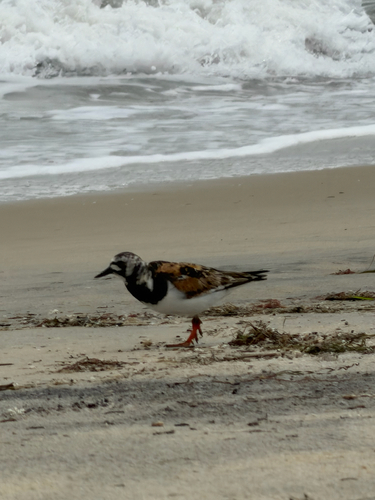 iNaturalist image