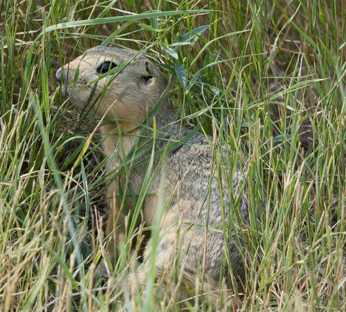 Richardson's Ground Squirrel