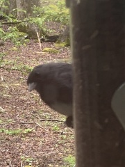 Junco hyemalis carolinensis
